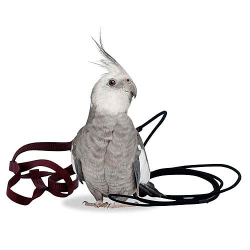 Bird Harness xx-small vogeltuigje - www.parrotshopnederland.nl Montana kooien, papegaaienspeelgoed en vele andere
