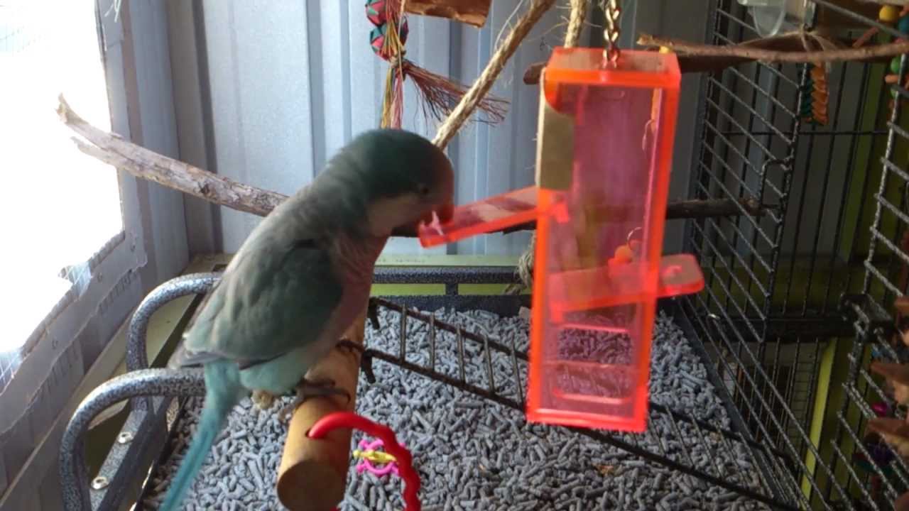 Birdy Plunk Foraging Toy small