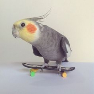 Skater-Fun
