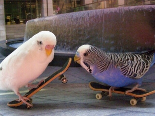 Skater-Fun