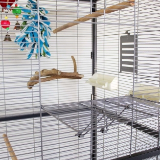 Parrot Basketball Set