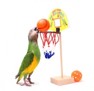 Parrot Basketball Set