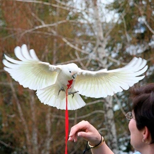 bird harnas small vogeltuigje