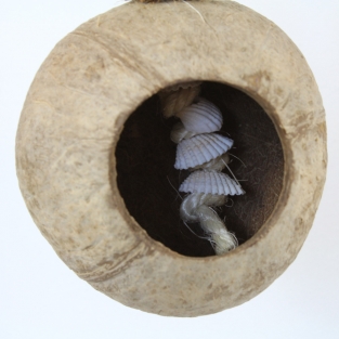 Coconut Treasure Hunt