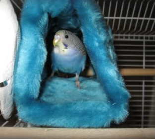 happy hut small