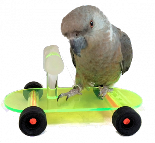 papegaaien skate board medium