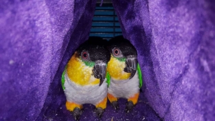happy hut small