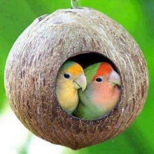 Coconut Treasure Hunt
