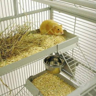 Degu Miami montana knaagdierkooi